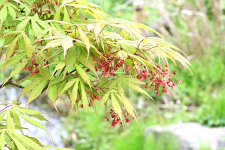 Japanese maple flowers. Sapindaceae deciduous tree. Small red flowers bloom downward in early summer.