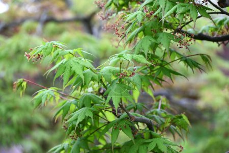 Flores de arce japonés. Sapindaceae árbol caducifolio. Flores rojas pequeñas florecen hacia abajo a principios del verano.