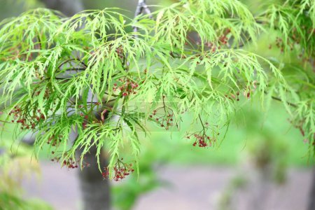 sapindaceae