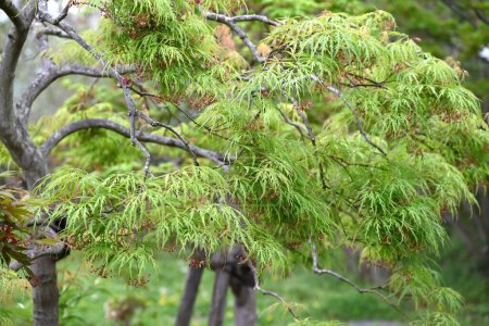 Fleurs d'érable japonaises. Sapindaceae arbre à feuilles caduques. Petites fleurs rouges fleurissent vers le bas au début de l'été.