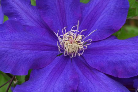 Clematis blüht. Ranunculaceae Staudenrebe. In Großbritannien wird sie Königin der Reben genannt.