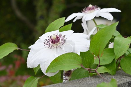 Clematis blüht. Ranunculaceae Staudenrebe. In Großbritannien wird sie Königin der Reben genannt.