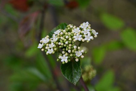 Photo for Viburnum japonicum flowers. Adoxaceae evergreen tree.Blooms small flowers in April and berries that turn red in fall are edible. - Royalty Free Image