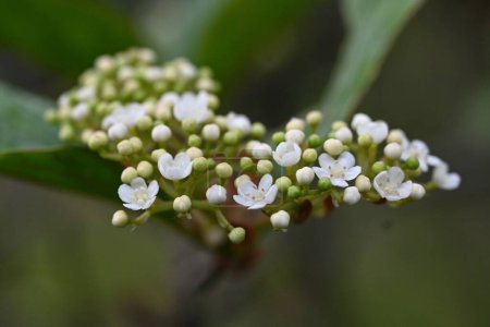 Viburnum japonicum flowers. Adoxaceae árbol siempreverde.Florece pequeñas flores en abril y bayas que se vuelven rojas en otoño son comestibles.