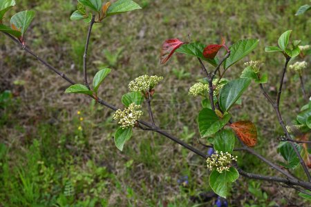 Viburnum japonicum flowers. Adoxaceae evergreen tree.Blooms small flowers in April and berries that turn red in fall are edible.