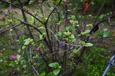 Viburnum japonicum flowers. Adoxaceae árbol siempreverde.Florece pequeñas flores en abril y bayas que se vuelven rojas en otoño son comestibles.