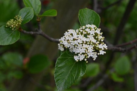 Viburnum japonicum blüht. Adoxaceae immergrüner Baum. Blüht kleine Blüten im April und Beeren, die im Herbst rot werden, sind essbar.