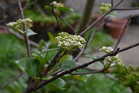 Viburnum japonicum fleurs. Adoxaceae arbre à feuilles persistantes. Fleurs petites en avril et les baies qui deviennent rouges à l'automne sont comestibles.