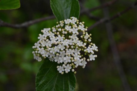 Photo for Viburnum japonicum flowers. Adoxaceae evergreen tree.Blooms small flowers in April and berries that turn red in fall are edible. - Royalty Free Image