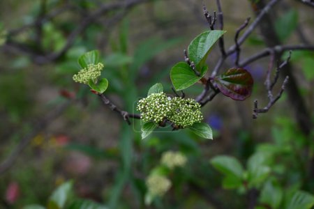 Viburnum japonicum blüht. Adoxaceae immergrüner Baum. Blüht kleine Blüten im April und Beeren, die im Herbst rot werden, sind essbar.