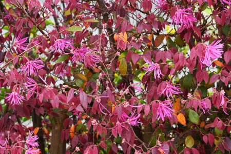 Arbusto de flecos chino utilizado para cubrir. Hamamelidaceae árbol perenne. Florece delgadas flores rosadas de cuatro pétalos a principios de verano.