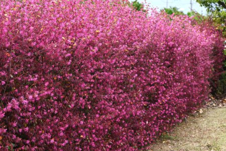 Frange chinoise utilisée pour la couverture. Hamamelidaceae arbre sempervirent. Fleurs roses minces à quatre pétales au début de l'été.