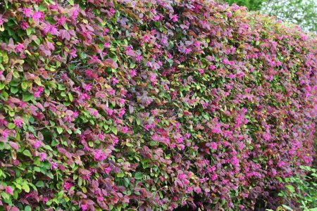 Chinese fringe bush used for hedging. Hamamelidaceae evergreen tree. Blooms slender pink four-petaled flowers in early summer.