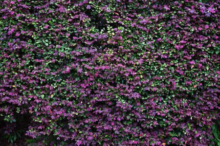 Arbusto de flecos chino utilizado para cubrir. Hamamelidaceae árbol perenne. Florece delgadas flores rosadas de cuatro pétalos a principios de verano.