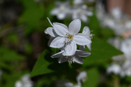 Fleurs fines de deutzia. Hydrangeaceae arbuste à feuilles caduques Espèce endémique au Japon. Beaucoup de fleurs blanches fleurissent légèrement vers le bas au début de l'été.