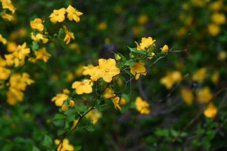 Japanische Kerria (Kerria japonica) blüht. Rosaceae Laubbaum. Gelbe Blüten blühen von April bis Mai.