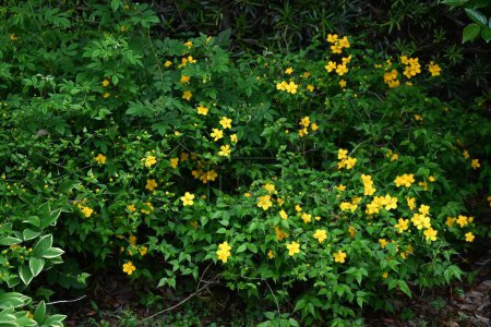 Kerria japonesa (Kerria japonica) flores. Rosaceae arbusto caducifolio. Flores amarillas florecen de abril a mayo.