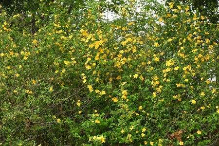 Fleurs de kerria japonaise (Kerria japonica). Rosacées arbuste à feuilles caduques. Fleurs jaunes fleurissent d'avril à mai.