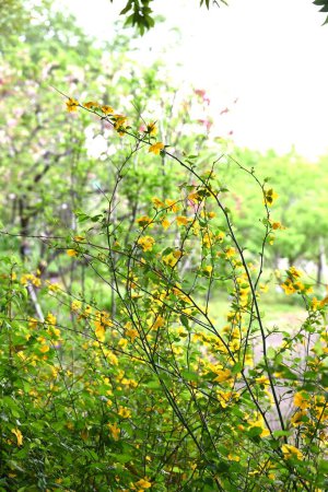 Japanische Kerria (Kerria japonica) blüht. Rosaceae Laubbaum. Gelbe Blüten blühen von April bis Mai.