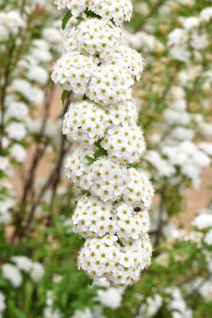 Reeves spirea (Spiraea cantoniensis) fleurs. Rosacées arbuste à feuilles caduques. Petites fleurs blanches fleurissent en grappes d'avril à mai.