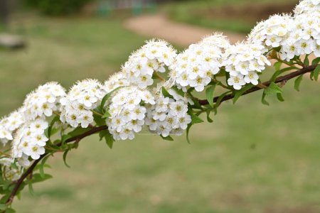 Reeves spirea ( Spiraea cantoniensis ) flowers. Rosaceae deciduous shrub. Small white flowers bloom in clusters from April to May.