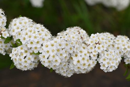 Téléchargez les photos : Reeves spirea (Spiraea cantoniensis) fleurs. Rosacées arbuste à feuilles caduques. Petites fleurs blanches fleurissent en grappes d'avril à mai. - en image libre de droit