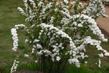 Reeves spirea (Spiraea cantoniensis) blüht. Rosaceae Laubbaum. Kleine weiße Blüten blühen von April bis Mai in Trauben.