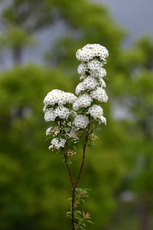 Reeves spirea (Spiraea cantoniensis) fleurs. Rosacées arbuste à feuilles caduques. Petites fleurs blanches fleurissent en grappes d'avril à mai.