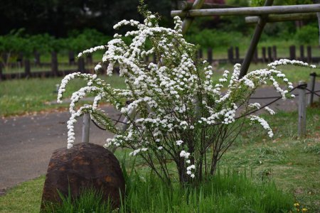 Téléchargez les photos : Reeves spirea (Spiraea cantoniensis) fleurs. Rosacées arbuste à feuilles caduques. Petites fleurs blanches fleurissent en grappes d'avril à mai. - en image libre de droit