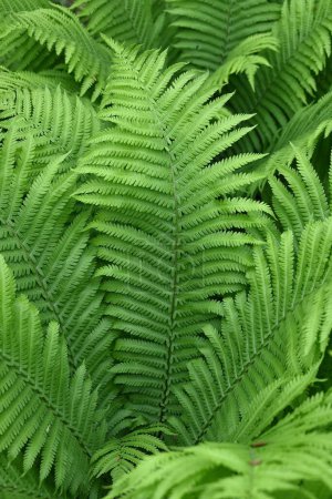 Ostrich fern ( Matteuccia struthiopteris ) leaves. Onocleaceae perennial fern.The young shoots are a wild vegetable.