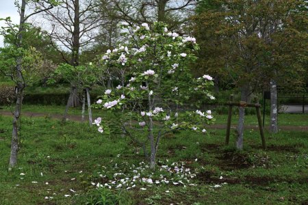 Des fleurs de Magnolia. Nagnoliaceae arbre à feuilles caduques. La période de floraison est de Mars à Avril.