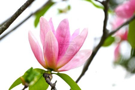 Magnolia flowers. Nagnoliaceae deciduous tree. The flowering period is from March to April.