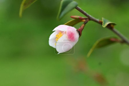 Camellia lutchuensis blüht. Der immergrüne Strauch Theaceae stammt aus Okinawa, Japan. Kleine duftende weiße Blüten blühen von April bis Mai.