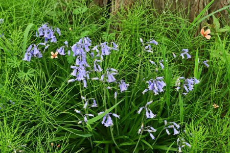 English bluebell flowers. Asparagaceae perennial bulbous plants. Hanging tubular blue flowers bloom from April to May.