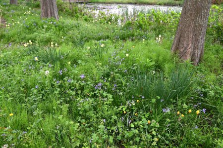 Fleurs anglaises de Bluebell. Asparagaceae plantes bulbeuses vivaces. Fleurs tubulaires suspendues bleues fleurissent d'avril à mai.