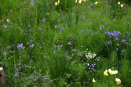English bluebell flowers. Asparagaceae perennial bulbous plants. Hanging tubular blue flowers bloom from April to May.
