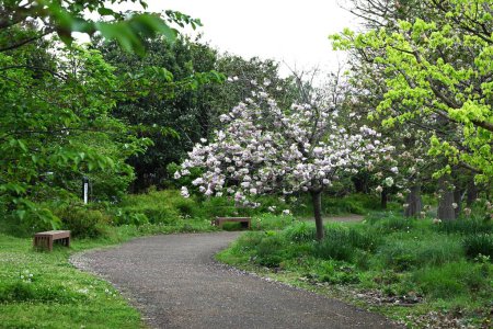 Double Cherry Blossom (Yaezakura) is a spring tradition and has a deep relationship with the Japanese people, and there are many cultivated varieties. Also called 'Botan-zakura'.
