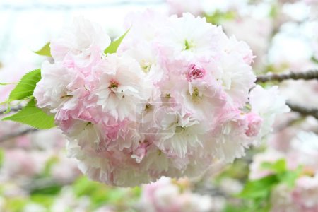 Photo for Double Cherry Blossom (Yaezakura) is a spring tradition and has a deep relationship with the Japanese people, and there are many cultivated varieties. Also called 'Botan-zakura'. - Royalty Free Image
