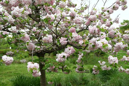 Double Cherry Blossom (Yaezakura) is a spring tradition and has a deep relationship with the Japanese people, and there are many cultivated varieties. Also called 'Botan-zakura'.