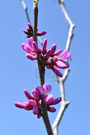 Flores de capullo rojo chino (Cercis chinensis). Fabaceae árbol caducifolio. Flores en forma de mariposa rojo-púrpura florecen antes de las hojas de abril a mayo.