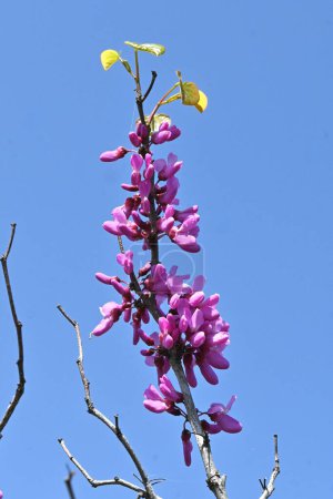 Chinesische Rotknospe (Cercis chinensis) blüht. Fabaceae Laubbaum. Rot-violette Schmetterlingsblüten blühen von April bis Mai vor den Blättern.