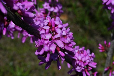 Flores de capullo rojo chino (Cercis chinensis). Fabaceae árbol caducifolio. Flores en forma de mariposa rojo-púrpura florecen antes de las hojas de abril a mayo.