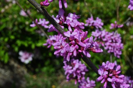 Chinese redbud ( Cercis chinensis ) flowers. Fabaceae deciduous tree. Red-purple butterfly-shaped flowers bloom before the leaves from April to May.