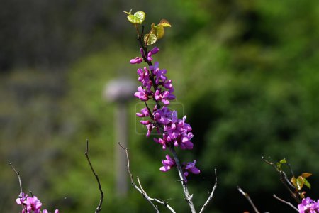 Fleurs de bourgeon rouge chinois (Cercis chinensis). Fabaceae arbre à feuilles caduques. Fleurs en forme de papillon rouge-violet fleurissent avant les feuilles d'avril à mai.