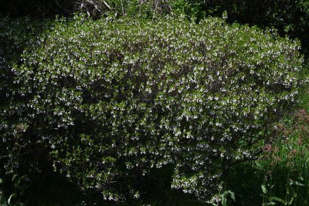 Japanische Enkianthus-Blüten. Der japanische Name ist Dodan-tsutsuji.Dieser Baum ist ein Vergnügen, für eine lange Zeit zu bewundern, mit seinem frischen Grün im Frühling, Blumen und Herbstblättern.