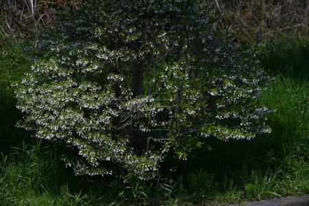 Flores de enkianthus japonés.El nombre japonés es Dodan-tsutsuji.Este árbol es un placer admirarlo durante un largo período de tiempo, con su vegetación fresca en primavera, flores y hojas de otoño..