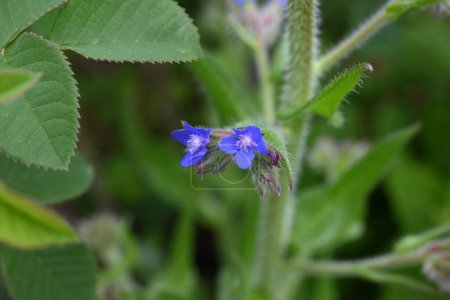Alkanet (Anchusa capensis) flores. Boraginaceae biennial plants. Flores azules pequeñas florecen de abril a julio.