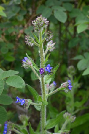 Alkanet (Anchusa capensis) blüht. Boraginaceae zweijährige Pflanzen. Kleine blaue Blüten blühen von April bis Juli.