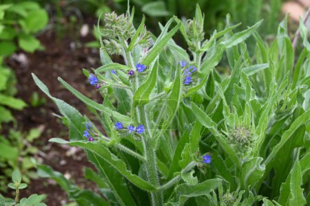 Alkanet (Anchusa capensis) blüht. Boraginaceae zweijährige Pflanzen. Kleine blaue Blüten blühen von April bis Juli.