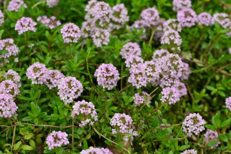 Thyme ( Thymus vulgaris ) flowers. Lamiaceae herb. Used as flavoring for cooking, herbal tea, food preservative, and ground cover.